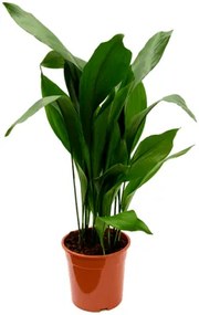 Aspidistra elatior 24x110 cm