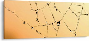 Obraz orosenej pavučiny (120x50 cm)