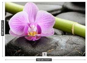 Fototapeta Vliesová Orchidea kamene 152x104 cm