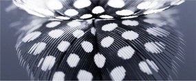 Obraz - Pierko (120x50 cm)