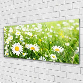 Obraz na akrylátovom skle Sedmokráska kvet rastlina 125x50 cm