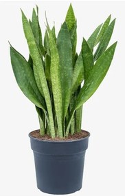 Sansevieria aubrytiana 17x60 cm