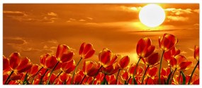 Obraz rozkvitnutého lánu s tulipánmi (120x50 cm)