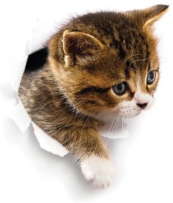 Nástenná samolepka Ambiance Hiding Cat