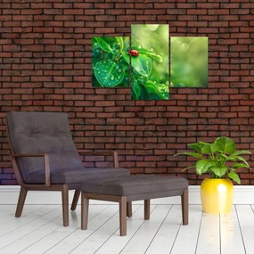 Obraz - Lienka (90x60 cm)