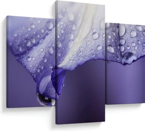 Obraz - Okvetný lístok s kvapkami (90x60 cm)