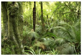 Obraz Tropický dažďový prales (90x60 cm)