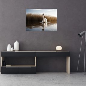 Sklenený obraz labute (70x50 cm)