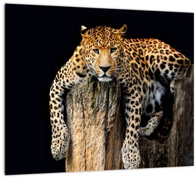 Leopard, obraz