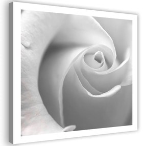 Obraz na plátně Bílá růže Makro - 50x50 cm