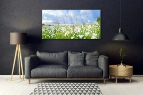 Obraz na akrylátovom skle Lúka sedmokrásky príroda 120x60 cm