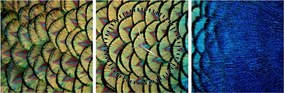 Obraz - Pávie perie (s hodinami) (90x30 cm)