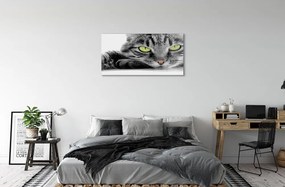 Sklenený obraz šedočierna mačka 140x70 cm