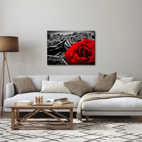 Obraz - Kvety ruží (70x50 cm)
