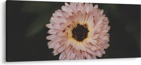 Obraz oranžovej kvetiny (120x50 cm)