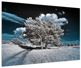Obraz snehovo bieleho stromu (90x60 cm)