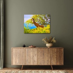 Obraz žirafy v Afrike (70x50 cm)