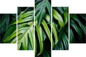 Obraz - Tropické listy (150x105 cm)