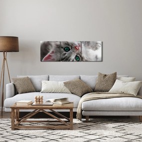 Obraz - Mačka so zelenými očami (s hodinami) (90x30 cm)