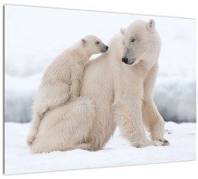 Obraz - Ľadové medvede (70x50 cm)