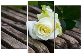 Obraz na plátne - Biela ruža na lavici 1224C (135x90 cm)