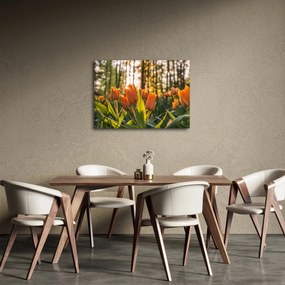 Obraz - oranžové tulipány (70x50 cm)