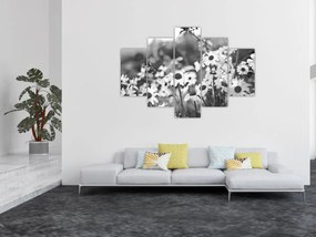 Obraz - Kopretiny (150x105 cm)