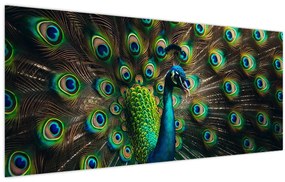 Obraz – Páv (120x50 cm)