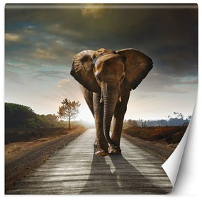 Fototapeta, Slon na cestě zvíře - 150x150 cm