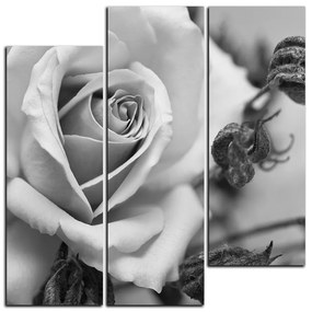 Obraz na plátne - Ruža a uschnuté rastliny - štvorec 3225QC (105x105 cm)