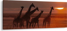 Obraz - Žirafy v africkej savane (120x50 cm)