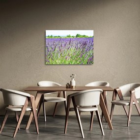 Sklenený obraz poľa s levanduľou (70x50 cm)