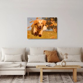 Sklenený obraz - Zlatý retriever (70x50 cm)