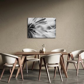Obraz - Makro, čiernobiela (70x50 cm)