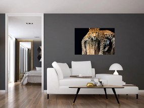 Obraz - Gepard (90x60 cm)