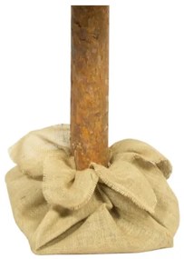 Vianočný stromček na kmeni 180 cm borovica