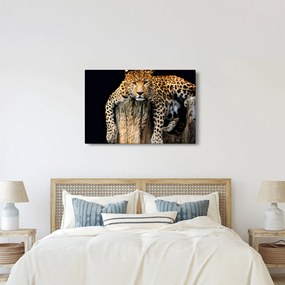 Obraz - Gepard (90x60 cm)