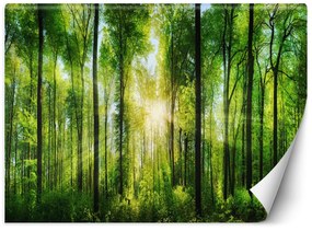 Gario Fototapeta Slnečné lúče v zelenom lese Materiál: Vliesová, Rozmery: 300 x 210 cm