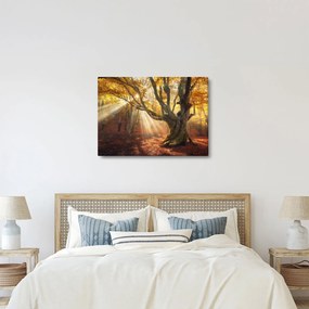 Obraz - Jesenný svit (70x50 cm)