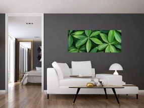 Obraz - Listy s kvapkami rosy (120x50 cm)