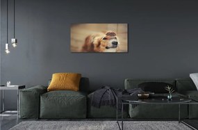 Sklenený obraz dog bun 125x50 cm