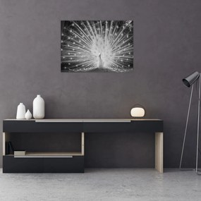 Obraz - Biely páv (70x50 cm)