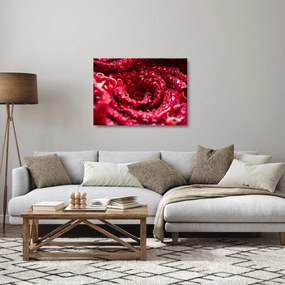 Sklenený obraz kvetu červenej ruže (70x50 cm)