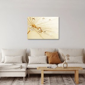 Obraz - Makro fotografie púpavy (70x50 cm)