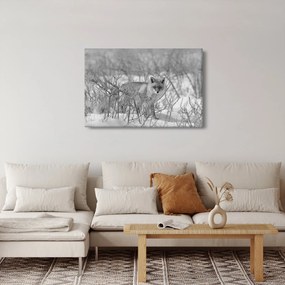 Obraz - Lišiak, čiernobiela (90x60 cm)