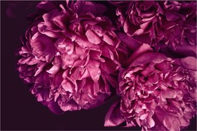 Obraz - Kytica pivoniek (90x60 cm)