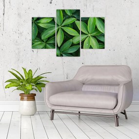 Obraz - Listy s kvapkami rosy (90x60 cm)