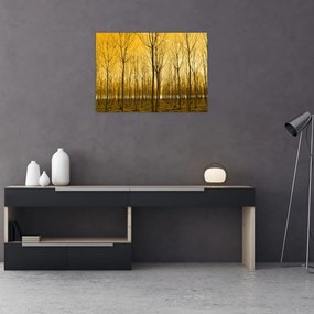 Sklenený obraz - Plantáž stromov (70x50 cm)