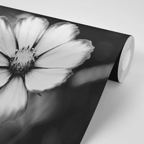 Samolepiaca fototapeta záhradný čiernobiely kvet krasuľky - 225x150