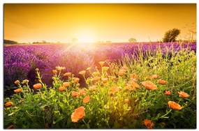 Obraz na plátne - Levanduľové pole zaliate slnkom 165A (100x70 cm)